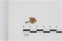 藏品(利氏小菇)的圖片