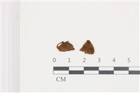 藏品(小菇屬)的圖片