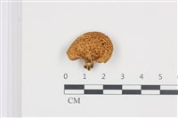 藏品(寬鱗多孔菌)的圖片