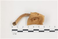 藏品(乳菇屬)的圖片