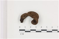 藏品(炭角菌屬)的圖片