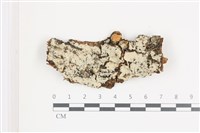 藏品(小菇屬)的圖片