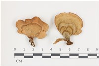 藏品(蠔韌革菌)的圖片