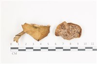 藏品(乳菇屬)的圖片