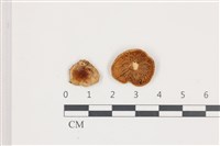 藏品(紅菇屬)的圖片