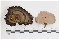 藏品(相鄰小孔菌)的圖片