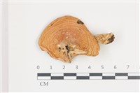 藏品(紅菇屬)的圖片