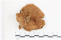 藏品(乳菇屬)的圖片