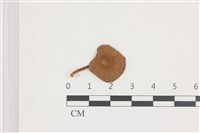 藏品(微皮傘屬)的圖片