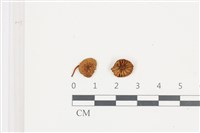 藏品(小菇屬)的圖片
