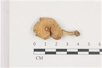 藏品(紅菇屬)的圖片