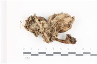 藏品(地星屬)的圖片