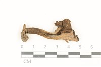 藏品(喇叭菌屬)的圖片