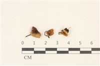 藏品(小菇屬)的圖片