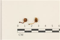 藏品(小菇屬)的圖片