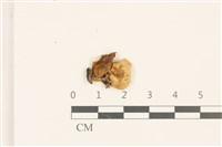 藏品(小菇屬)的圖片