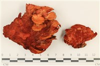 藏品(血紅密孔菌)的圖片