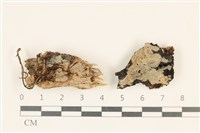 藏品(銳岩菌屬)的圖片