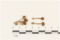 藏品(簇生鬼傘)的圖片