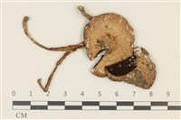 藏品(四孢蘑菇)的圖片