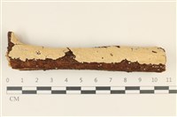 藏品(齒耳菌屬)的圖片