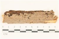 藏品(刺皮菌屬)的圖片