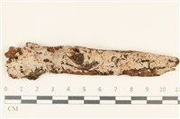 藏品(刺皮菌屬)的圖片