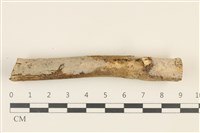 藏品(阿太菌屬)的圖片