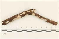 藏品(刺皮菌屬)的圖片