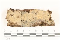 藏品(刺皮菌屬)的圖片