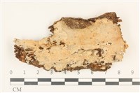 藏品(顯絲菌屬)的圖片