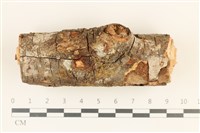 藏品(微皮傘屬)的圖片