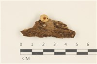 藏品(小菇屬)的圖片