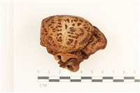 藏品(寬鱗多孔菌)的圖片