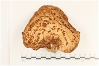 藏品(寬鱗多孔菌)的圖片