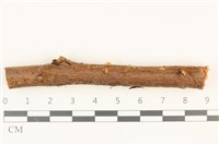 藏品(小皮傘屬)的圖片