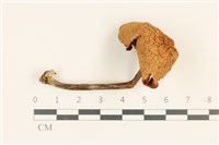 藏品(小皮傘屬)的圖片