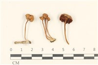 藏品(微皮傘屬)的圖片