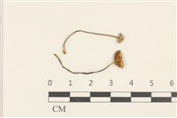 藏品(小菇屬)的圖片