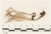 藏品(炭角菌屬)的圖片