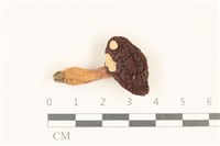 藏品(紅菇屬)的圖片