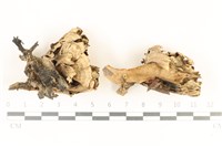 藏品(棕色革菌)的圖片