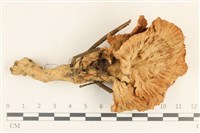 藏品(優雅波邊革菌)的圖片