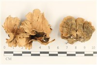 藏品(雲芝)的圖片