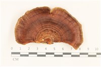 藏品(相鄰小孔菌)的圖片