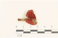 藏品(紅菇屬)的圖片