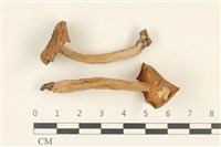 藏品(乳菇屬)的圖片