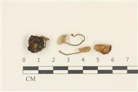 藏品(小菇屬)的圖片