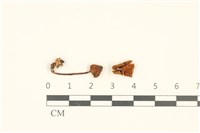 藏品(小菇屬)的圖片