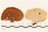 藏品(相鄰小孔菌)的圖片